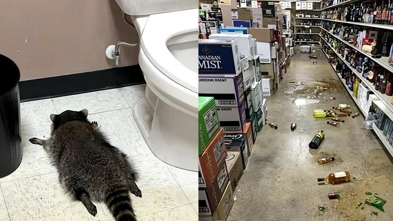A drunk raccoon passed out in a liquor store bathroom, and broken bottles in the store, on 29 November 2025, in Ashland, Virginia.