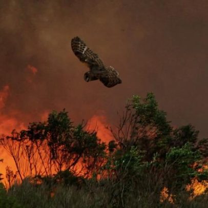 Como os pássaros da Califórnia enfrentam incêndios cada vez mais frequentes