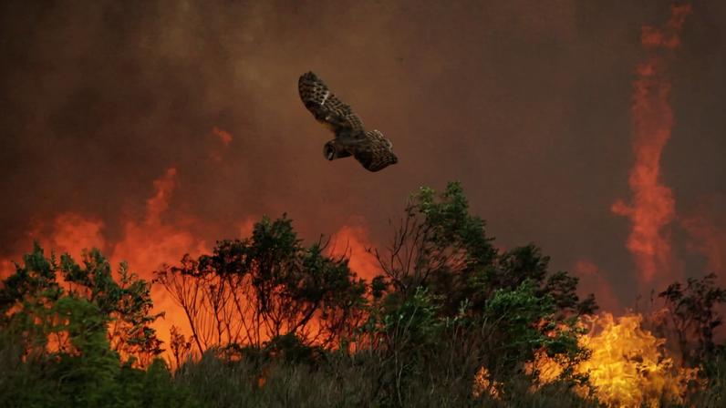 Como os pássaros da Califórnia enfrentam incêndios cada vez mais frequentes