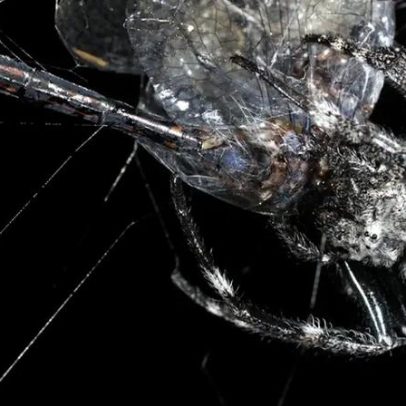 Teias mais resistentes do mundo são produzidas apenas por aranhas fêmeas