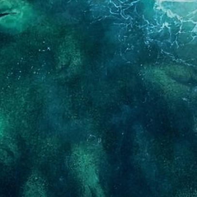 Centenas de tubarões em frenesi de iscas perto de Byron Bay