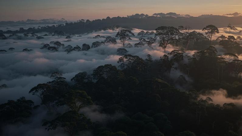 Desmatamento caiu em 2025, mas riscos persistem