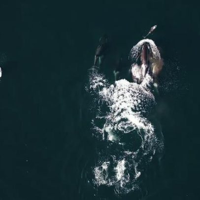 Orcas e golfinhos formam parceria incomum para caçar salmões; vídeo impressiona