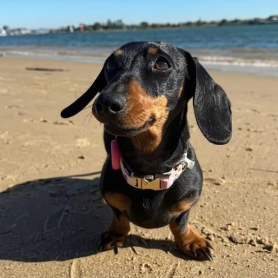 Valerie, a dachshund, mostrou como sobreviver e prosperar