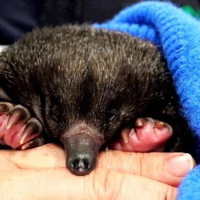 Semana na vida selvagem: echidna bebê, jacaré de 600 lb e urso insuportável
