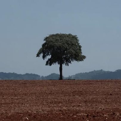 Clima da Amazônia pode se tornar hipertropical até 2100, ameaçando árvores