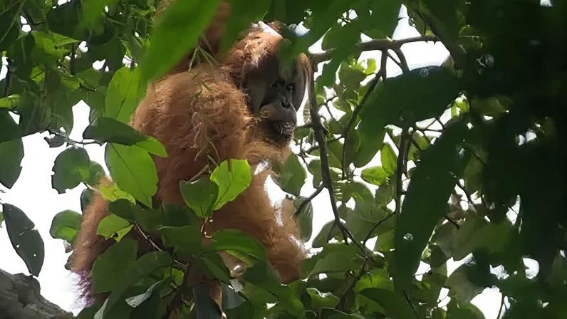 Temem que orangotangos de Tapanuli tenham sumido após inundações em Sumatra