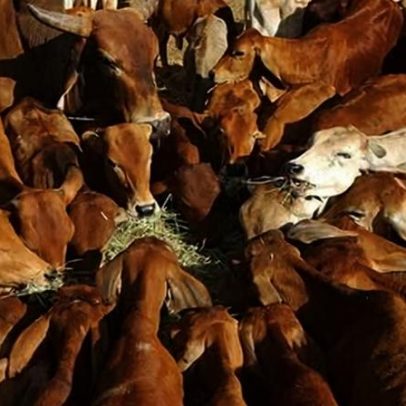 Setor de carne bovina da Austrália desapontado com tarifa de 55% da China