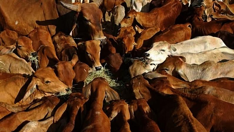 Setor de carne bovina da Austrália desapontado com tarifa de 55% da China