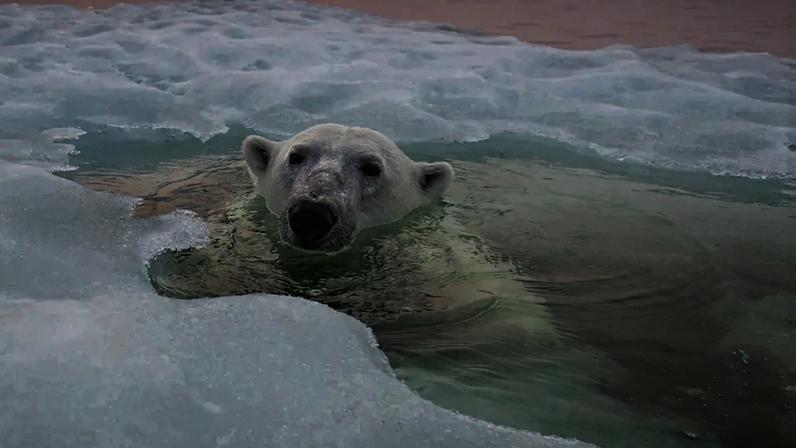 Fotografia de um urso polar nando sob o gelo marinho derretendo na Baía de Hudson em uma noite de verão.