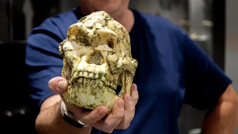 Fotografia do Dr. Jesse Martin, da Universidade La Trobe, segurando o que acredita-se que possa ser um novo fóssil da árvore genealógica humana.