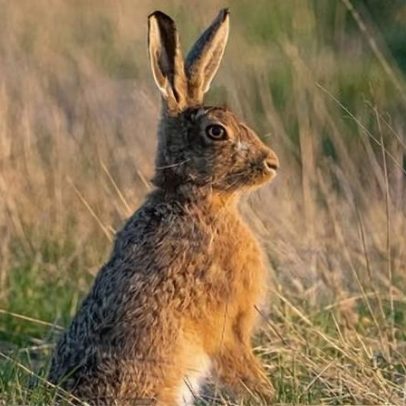 Caça a coelhos na Inglaterra será proibida na maior parte do ano