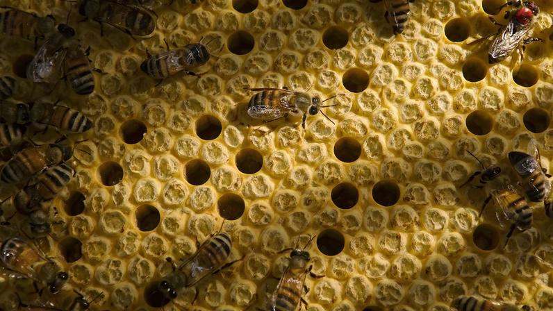 Fotografia de Abelhas (Apis) em colmeia com abelha rainha marcada por uma mancha vermelha de identificação.