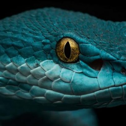 Cientistas replicam visão de calor de cobras em sensor infravermelho portátil