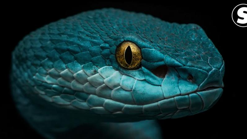 Fotografia de uma víbora-de-fosseta (Trimeresurus albolabris insularis), Indonésia.