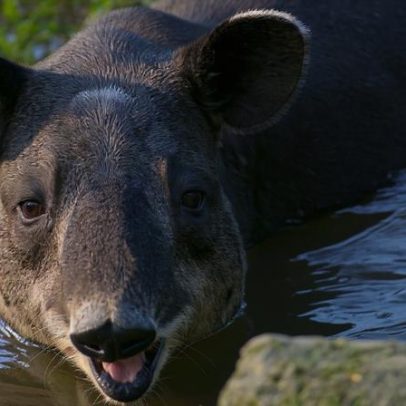 Desmatamento aumenta na maior biosfera da América Central