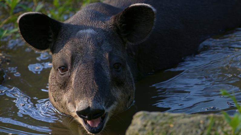 Desmatamento aumenta na maior biosfera da América Central
