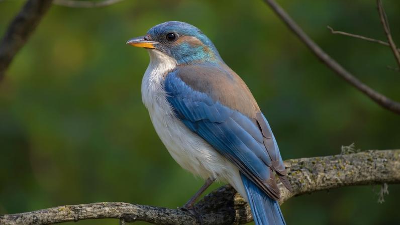 Cientistas restauram ecossistemas perdidos nas copas de sequóias na Califórnia