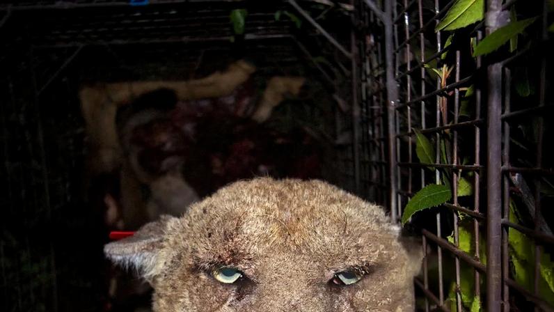 Mountain lion P-22, who died after being struck by a vehicle, suffered from mange linked to rat poisons.