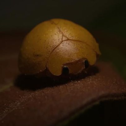 Nova espécie de joaninha é descoberta na Bahia