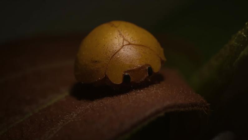Fotografia da Mada gregaria é uma nova espécie de joaninha pertencente ao grupo Mada adusta.
