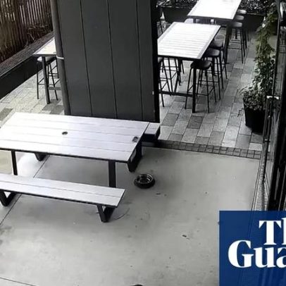 Filhote de foca entra em bar na Nova Zelândia