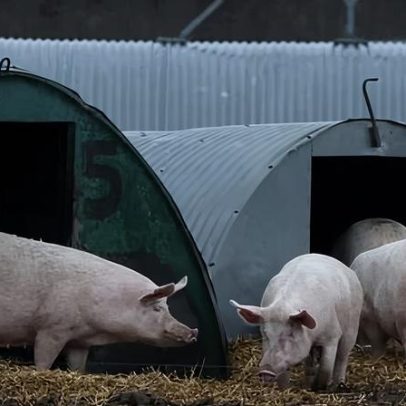 Ministros defendem a estratégia de bem-estar animal mais ambiciosa da geração
