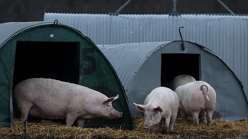 Pig livestock on a farm in Norfolk. Pig farrowing crates will be banned under the new plan.