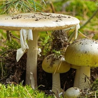 Autoridades da Califórnia alertam coletores de cogumelos após morte por veneno