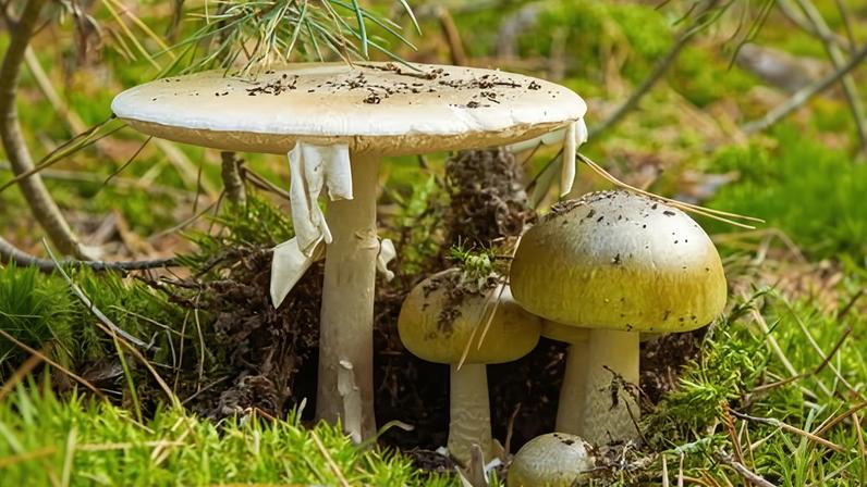 Family of dangerous Amanita phalloides, commonly known as the death cap. Photograph: Vladyslav Siaber/Alamy