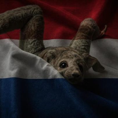 Holanda e França: estatísticas e resultado de 15/12/2025