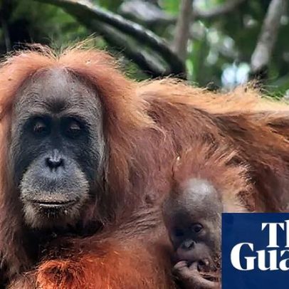 Inundações na Indonésia ameaçam orangotangos raros com risco de extinção