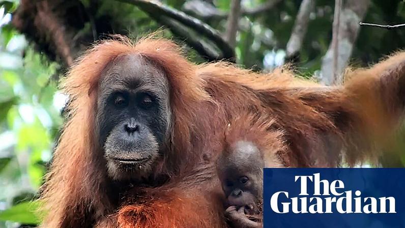 Fewer than 800 Tapanuli orangutan are left in the wild, confined to a small area of Indonesia’s Sumatra.