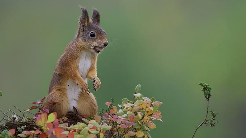 Scotland is home to about 80% of the UK’s 200,000 red squirrels.