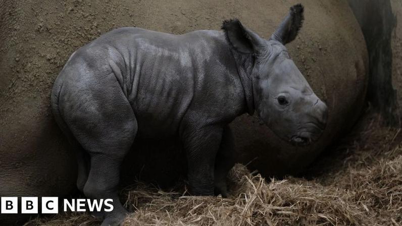 Filhote de rinoceronte nasce no parque e dá seus primeiros passos instáveis