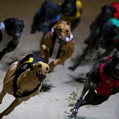 Galgos aposentados devem continuar a ser adotados no exterior, apesar de riscos