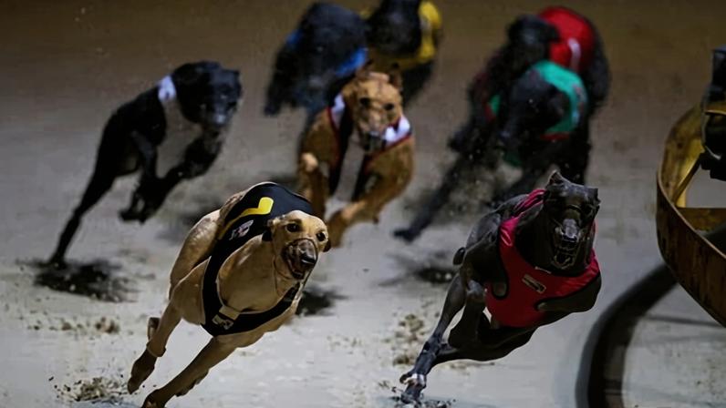 Six greyhounds have died either in transport or during preparation to travel to US since 2023 under Greyhound Racing NSW’s rehoming program.