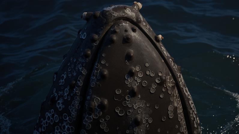 Fotografia dos crustáceos vivem sobre o corpo das baleias.