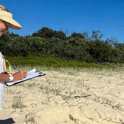 Chamada para cientistas cidadãos monitorarem tartarugas ameaçadas em praias de NSW