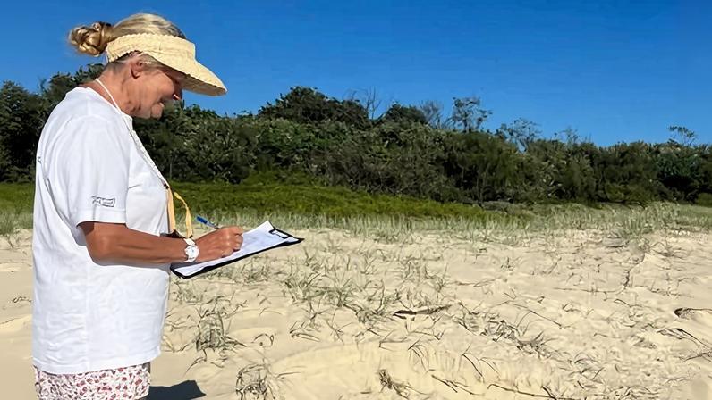 Chamada para cientistas cidadãos monitorarem tartarugas ameaçadas em praias de NSW