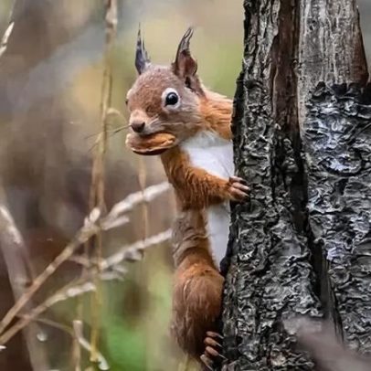 Cientistas cidadãos ajudam esquilos vermelhos a retornar a Aberdeen