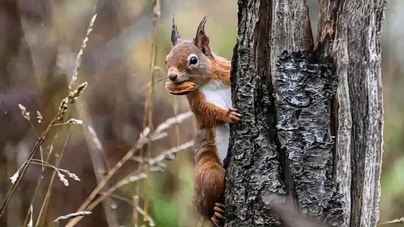 Cientistas cidadãos ajudam esquilos vermelhos a retornar a Aberdeen