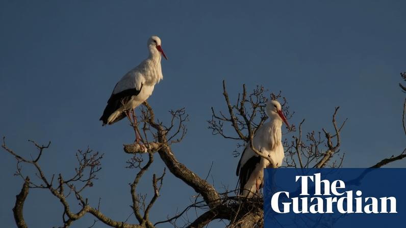 White stork chicks hatched successfully for the first time at the rewilding Knepp estate in West Sussex in 2020. Photograph: RA Chalmers Photography/Alamy