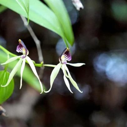 Pequena reserva impulsa grande esforço para salvar plantas nativas nas Bahamas