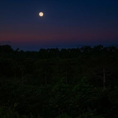 Co-investimento em floresta tropical afasta madeireiros