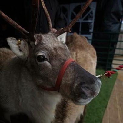 Rudolph no mercado de Natal: atração ou risco à saúde do reno