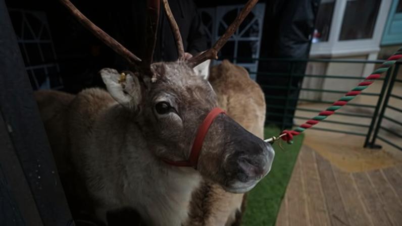 Many Christmas markets in Britain advertise real reindeer among their attractions. Photograph: Simon Maycock/Alamy Stock Photo/Alamy Live News.