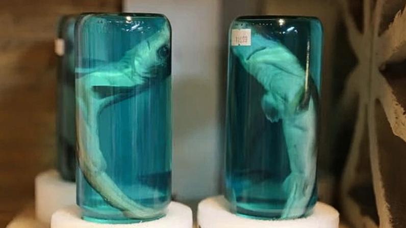 EPA de Trump pretende afrouxar proteções contra formaldeído