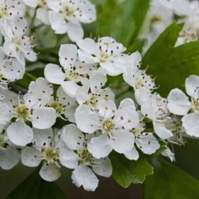 Plante 'tredges' para ampliar a cobertura de árvores na Inglaterra, jardineiros sugerem