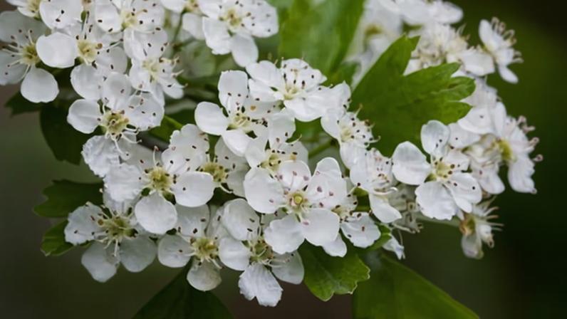 Plante 'tredges' para ampliar a cobertura de árvores na Inglaterra, jardineiros sugerem